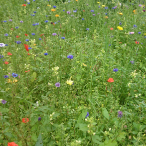 Blomstereng